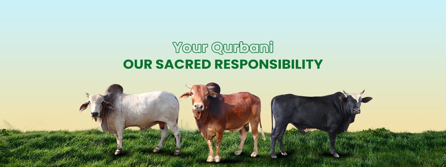 Healthy cattle at Khamarbari farm