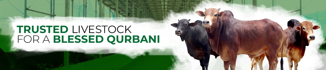 Cattle at Khamarbari farm in Dinajpur