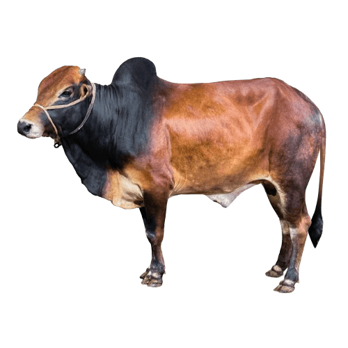 Brown cattle