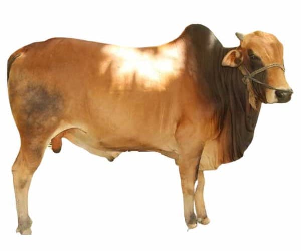 Cattle from Khamarbari gallery