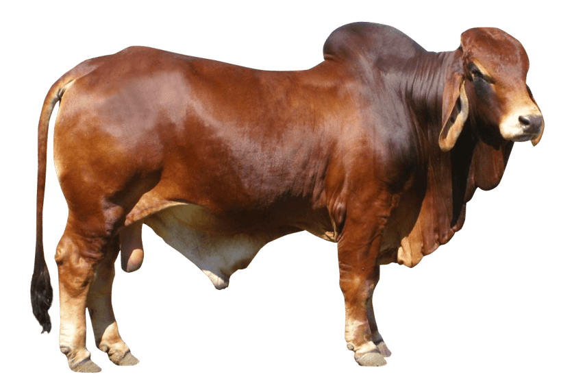 Healthy reddish-brown cow from our farm